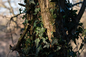Close up of tree in the forest and green leaves growing around the tree. Select focus. Spring awakening.