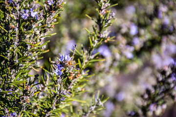 Obraz premium Honey Bee on Rosemary Flower in Garden