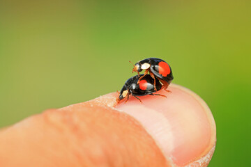 Two ladybugs show love on human fingers, North China