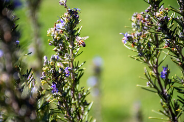Honey Bee on Rosemary Flower in Garden