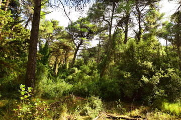 Fototapeta premium The mediterranean evergreen hard-leaved forest