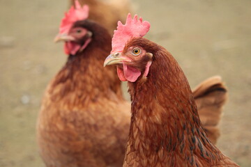 poules rousses