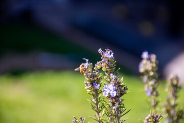 Obraz na płótnie Canvas Honey Bee on Rosemary Flower in Garden