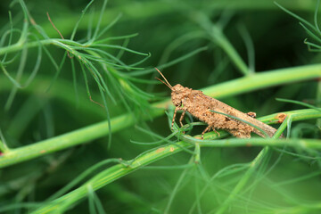 Grasshoppers on wild plants, North China
