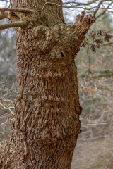 part of an intriguing tree trunk with elaborate bark