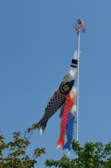 koinobori