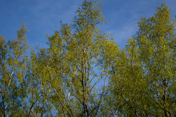 tree against the sky