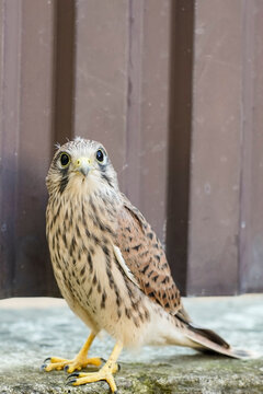 Young common kestrel looking  at camera