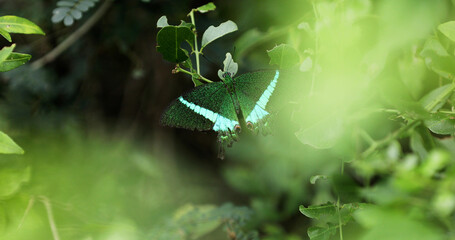 butterfly on the leaves