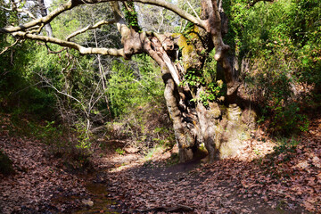 The mediterranean evergreen hard-leaved forest