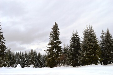 green fir trees on the mountain in the snow