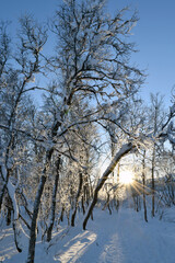 Fototapeta na wymiar Sunshine Morning in the Winter Park
