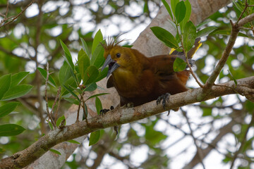 Male Russet-backed Oropendola (Psarocolius angustifrons) in Cuyabeno Wildlife Reserve (Amazonia, Ecuador)