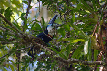 Channel-billed Toucan (Ramphastos vitellinus) in Cuyabeno Wildlife Reserve (Amazonia, Ecuador)