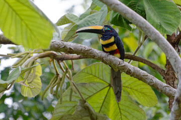 Many-banded Aracari (Pteroglossus pluricinctus) in Cuyabeno Wildlife Reserve (Amazonia, Ecuador)