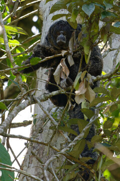 Saki Monkey (Pithecia monachus) in Cuyabeno Wildlife Reserve (Amazonia, Ecuador)