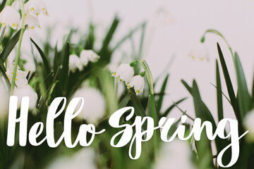 Hello spring floral greeting card, handwritten greetings on  first spring snowflakes flowers growing on white background. Spring time © sonyachny