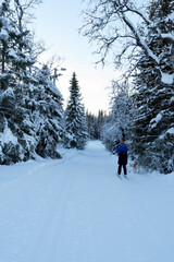 Fototapeta na wymiar Skiing in the snow in the Forest