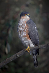 Epervier d'Europe Accipiter nisus après une attaque manquée sur une mésange