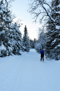 Skiing in the snow in the Forest
