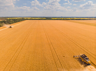 Harvesting machine working in the field. Top view from the drone Combine harvester agricultural...