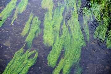Flussgras schlängelt sich in der Strömung der Weißen Elster, Interferenz zwischen Wasseroberfläche und Stromlinien