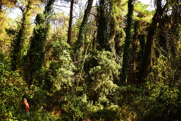 The mediterranean evergreen hard-leaved forest