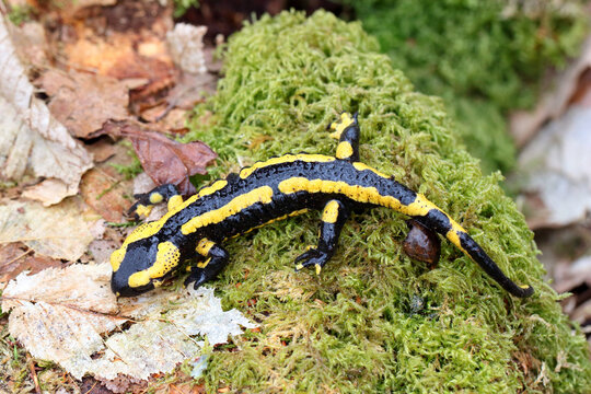 Salamandre tachet&eacute;e Salamandra salamandra sur une souche en for&ecirc;t 