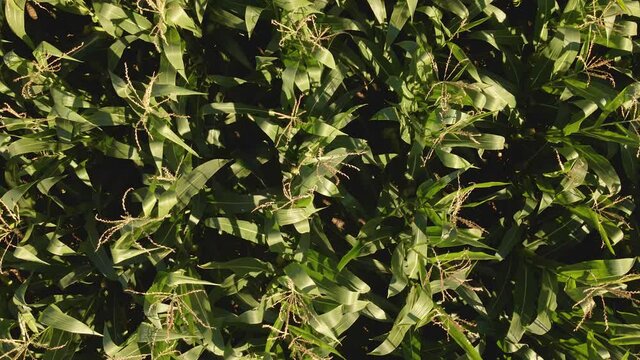 Volando cerca de un campo de maiz un d&iacute;a de verano con viento