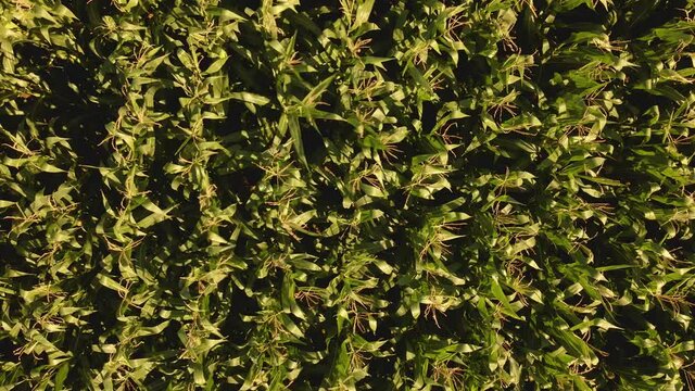 Zoom out de un campo de maiz un d&iacute;a de verano con viento