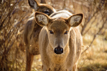 Fototapeta premium Deer at Sachuest NWR