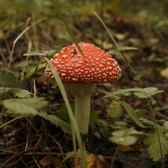 fly agaric mushroom in forest