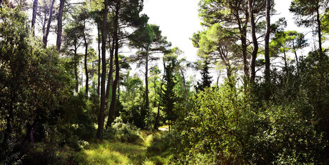 The mediterranean evergreen hard-leaved forest