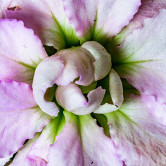 Purple Blossom #1