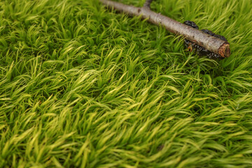 stick on green moss