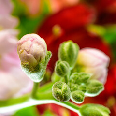 Pink Bud #2