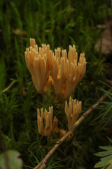 mushrooms on the moss