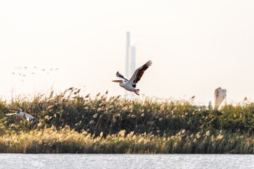 White Pelican flying in the blue sky on an early autumn morning near Zikhron Ya'akov, Israel.	