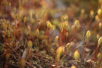grass in the morning