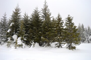 Christmas trees in the snow on the mountain