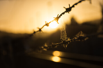 Close up of a barbed wire fence at sunset in New Zealand