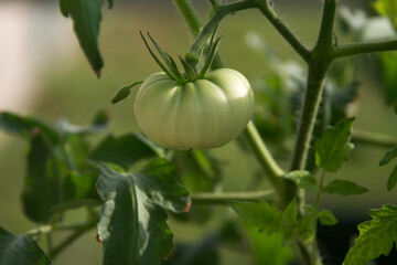 green tomato on a vine