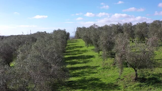 Olive trees for the production of table olive oil, Italy.
Aerial shot with drone