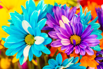 Rainbow flowers