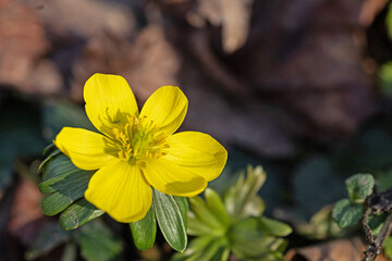 beautiful winter aconite flower in early spring in a forest
