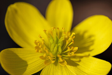beautiful winter aconite flower in early spring in a forest
