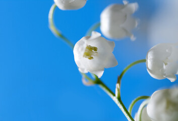 Naklejka na ściany i meble flower Lily of the valley closeup on blue sky background