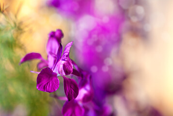 Lilac flower background