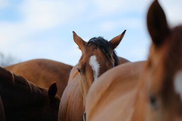 Obraz premium Herd of quarter horses close up with mare blurred foreground on farm.