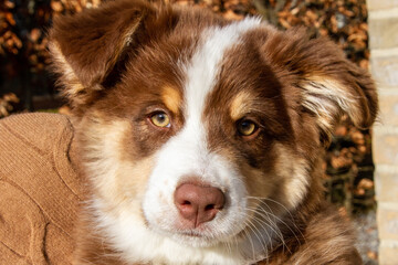 Dog, three month old Australian Shepherd